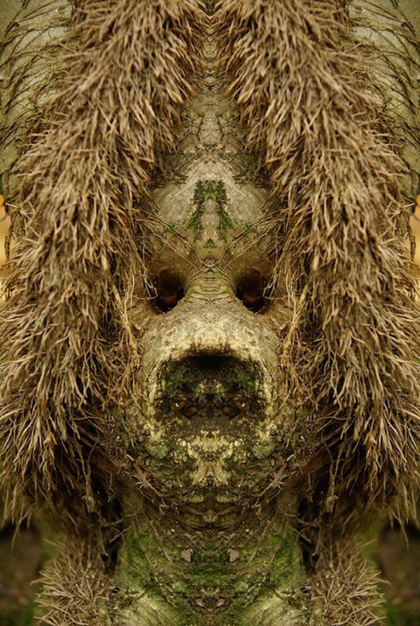 Фотография: Превращение деревьев в сказочных персонажей мира фэнтези при помощи зеркального отражения №15 - BigPicture.ru