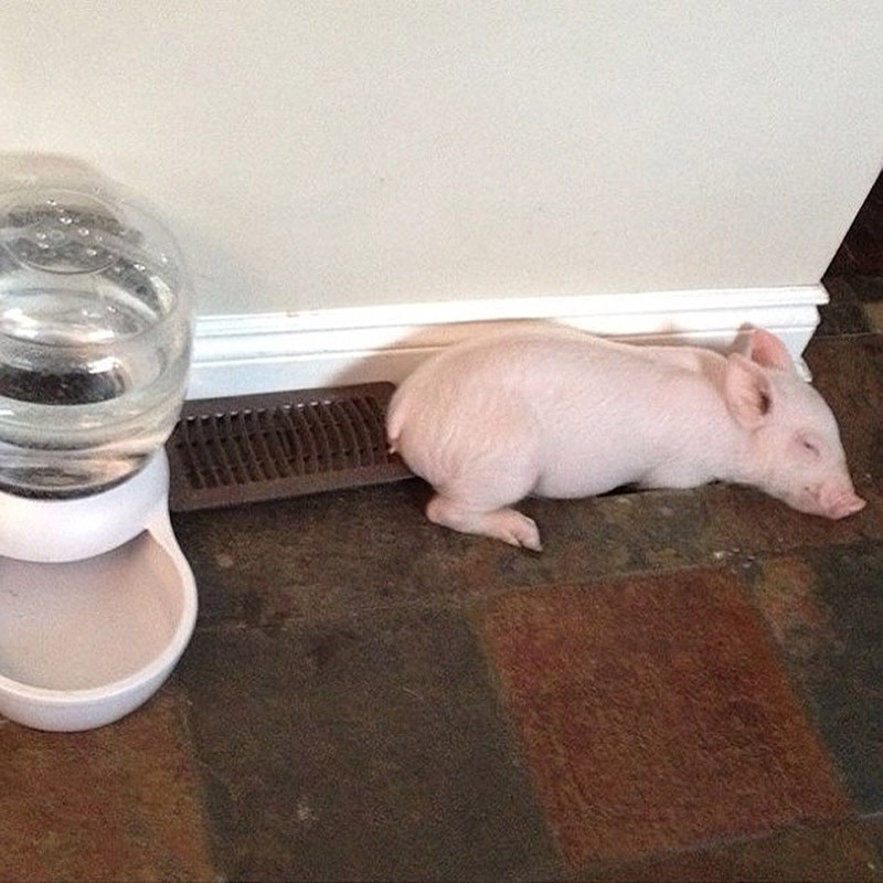 Esther03 Эстер   227 килограммовая «мини свинья», которая живёт в доме