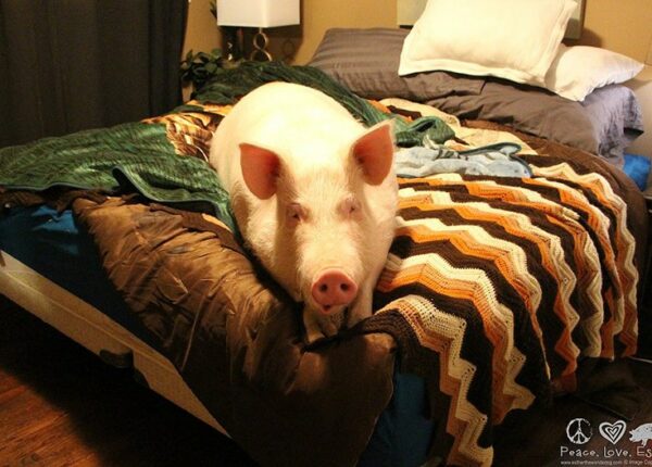 Эстер — 227-килограммовая «мини-свинья», которая живет в доме