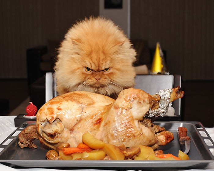 Фотография: Гарфи, самый сердитый кот в мире №2 - BigPicture.ru