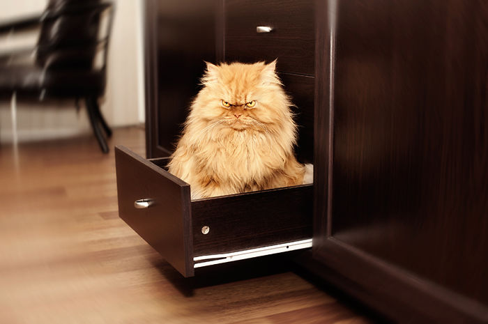 Фотография: Гарфи, самый сердитый кот в мире №3 - BigPicture.ru