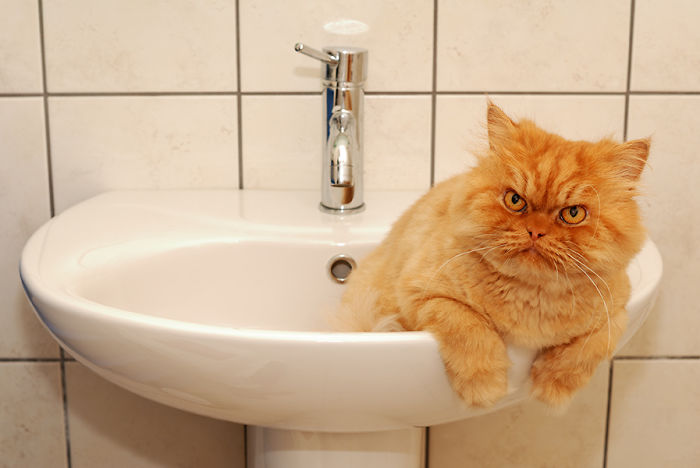 Фотография: Гарфи, самый сердитый кот в мире №4 - BigPicture.ru