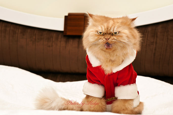 Фотография: Гарфи, самый сердитый кот в мире №6 - BigPicture.ru