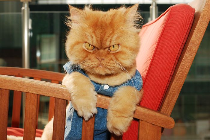 Фотография: Гарфи, самый сердитый кот в мире №8 - BigPicture.ru