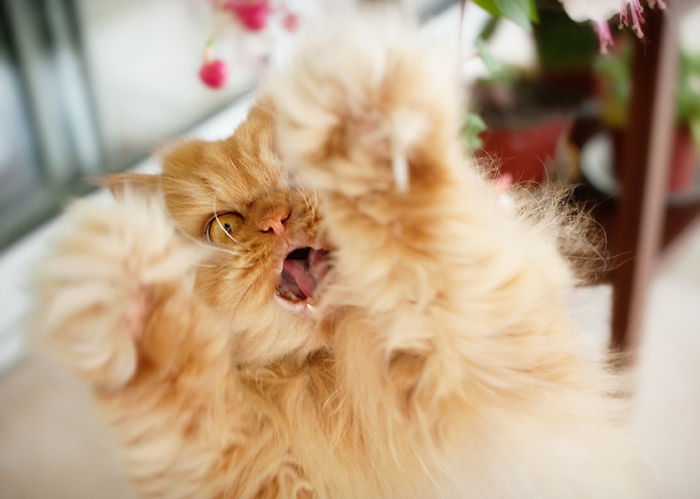 Фотография: Гарфи, самый сердитый кот в мире №9 - BigPicture.ru
