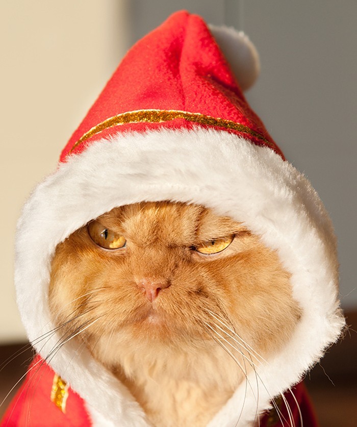 Фотография: Гарфи, самый сердитый кот в мире №11 - BigPicture.ru