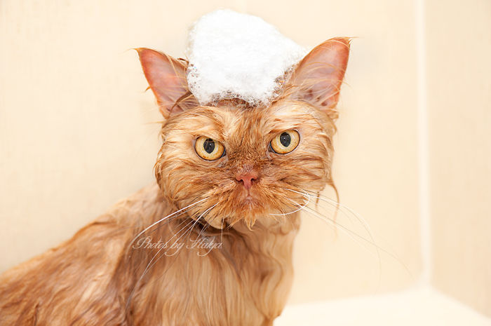 Фотография: Гарфи, самый сердитый кот в мире №12 - BigPicture.ru