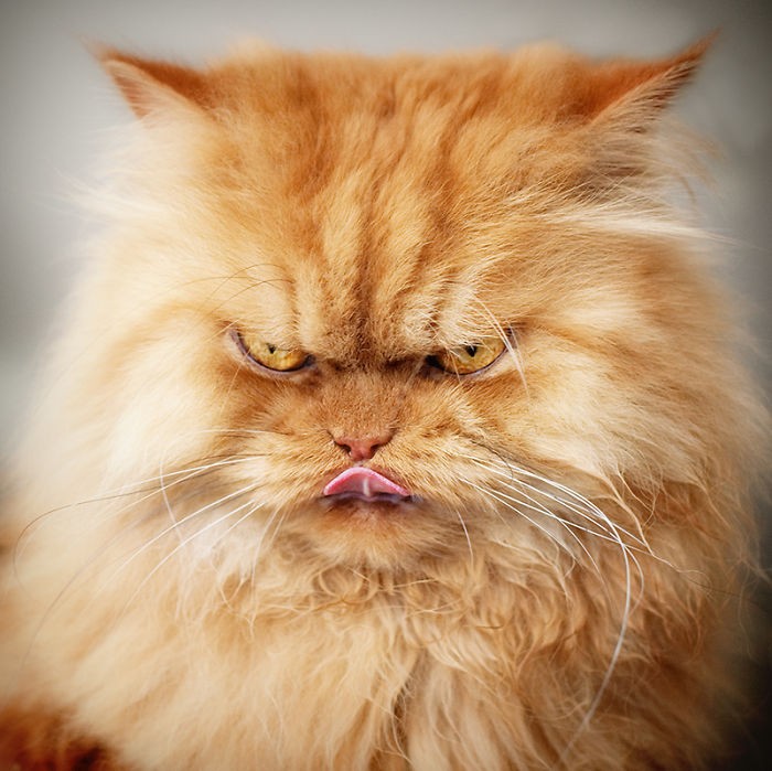 Фотография: Гарфи, самый сердитый кот в мире №13 - BigPicture.ru