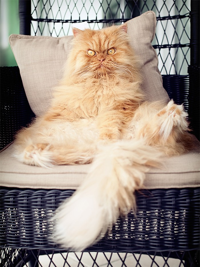Фотография: Гарфи, самый сердитый кот в мире №15 - BigPicture.ru