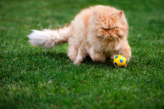 Фотография: Гарфи, самый сердитый кот в мире №16 - BigPicture.ru