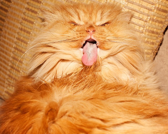 Фотография: Гарфи, самый сердитый кот в мире №17 - BigPicture.ru