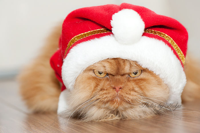 Фотография: Гарфи, самый сердитый кот в мире №20 - BigPicture.ru