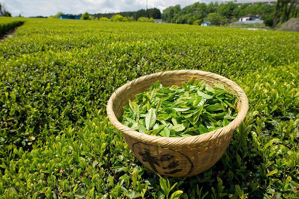 Фотография: 10 полезных свойств зеленого чая №8 - BigPicture.ru