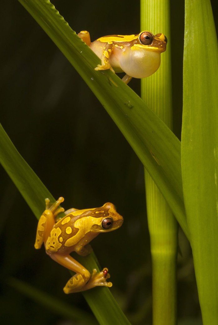 Фотография: В поисках утраченной лягушки: редчайшие виды удивительных лягушек в фантастических фотографиях №4 - BigPicture.ru