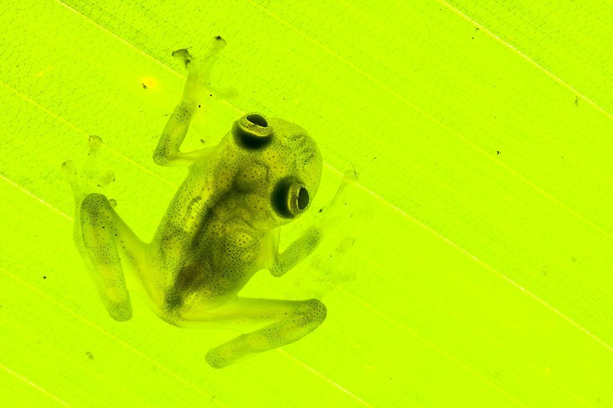 Фотография: В поисках утраченной лягушки: редчайшие виды удивительных лягушек в фантастических фотографиях №5 - BigPicture.ru