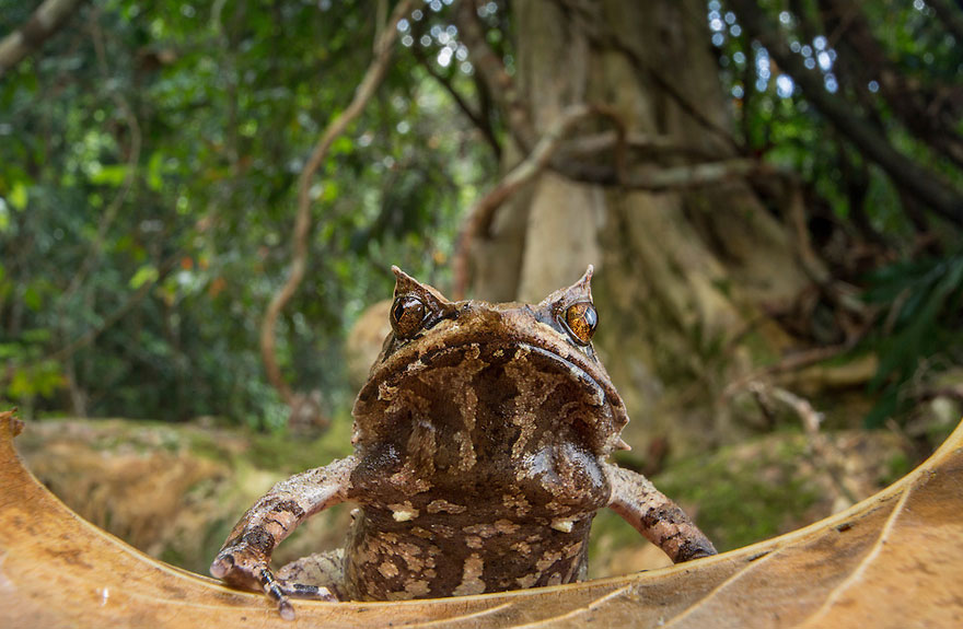 Фотография: В поисках утраченной лягушки: редчайшие виды удивительных лягушек в фантастических фотографиях №10 - BigPicture.ru
