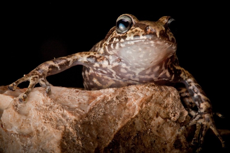Фотография: В поисках утраченной лягушки: редчайшие виды удивительных лягушек в фантастических фотографиях №12 - BigPicture.ru