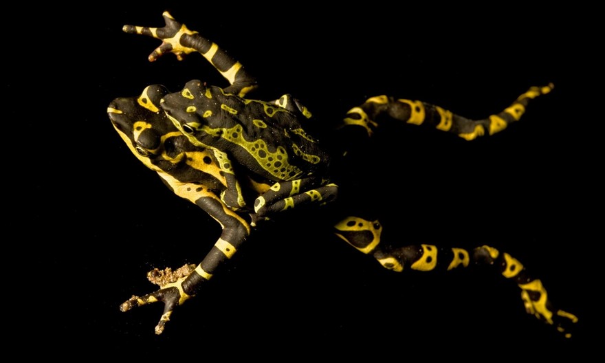 Фотография: В поисках утраченной лягушки: редчайшие виды удивительных лягушек в фантастических фотографиях №24 - BigPicture.ru