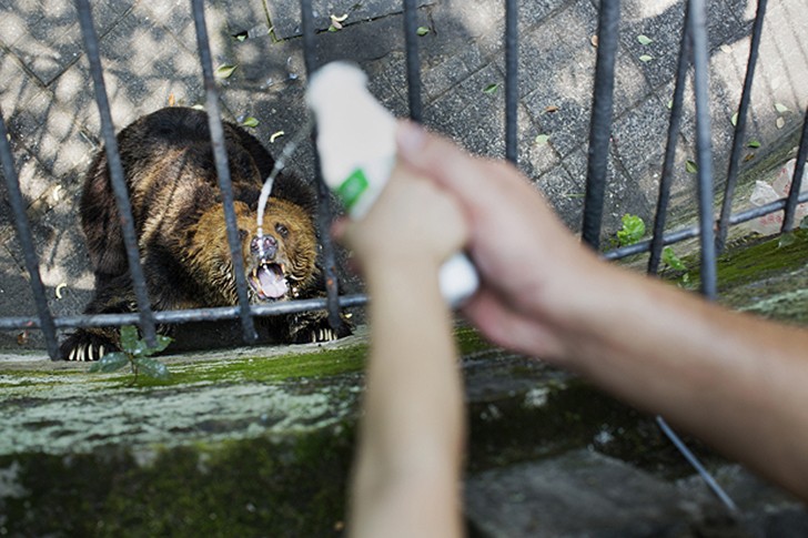 Фотография: Ужасы зоопарков со всего мира №1 - BigPicture.ru