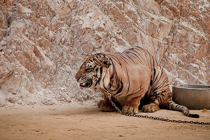 Фотография: Ужасы зоопарков со всего мира №7 - BigPicture.ru