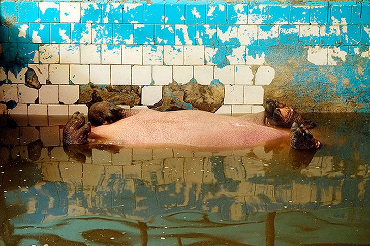 Фотография: Ужасы зоопарков со всего мира №11 - BigPicture.ru