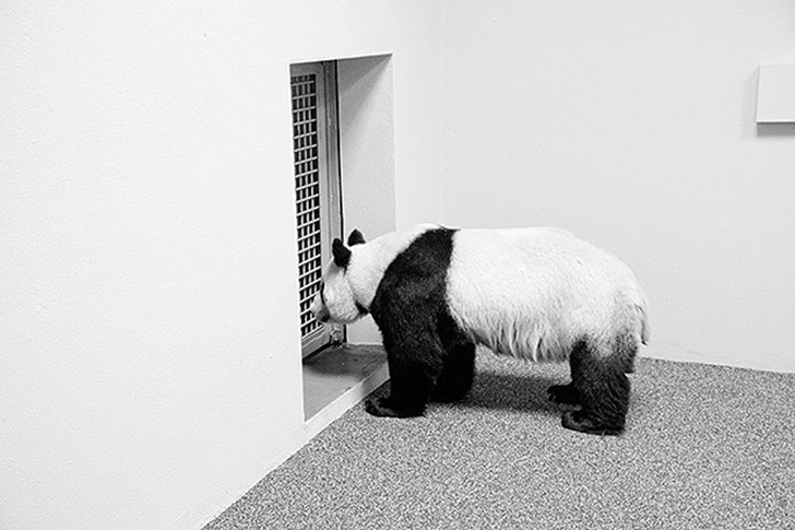 Фотография: Ужасы зоопарков со всего мира №14 - BigPicture.ru