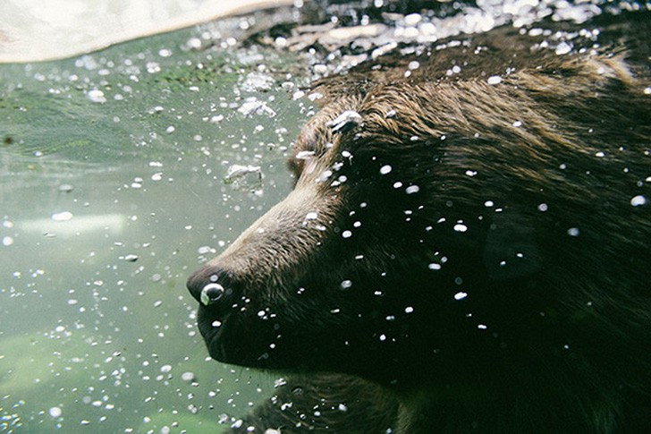 Фотография: Ужасы зоопарков со всего мира №16 - BigPicture.ru