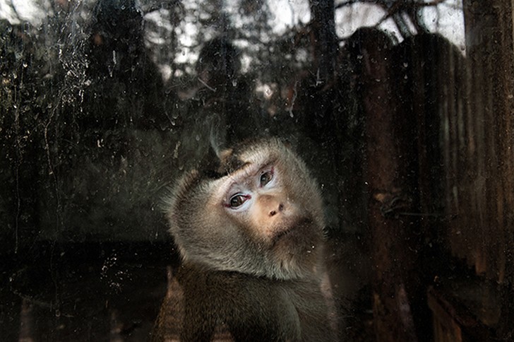 Фотография: Ужасы зоопарков со всего мира №20 - BigPicture.ru