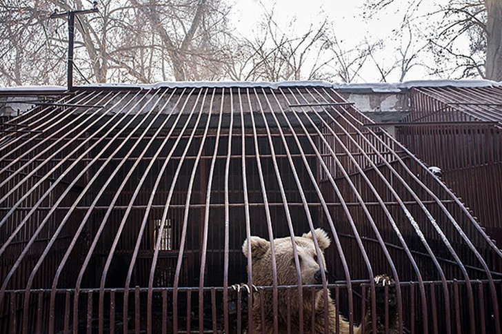 Фотография: Ужасы зоопарков со всего мира №22 - BigPicture.ru