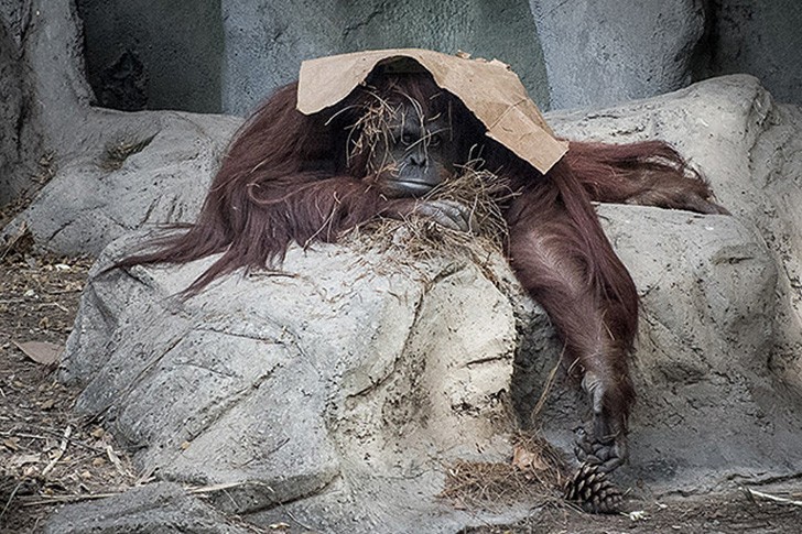 Фотография: Ужасы зоопарков со всего мира №31 - BigPicture.ru