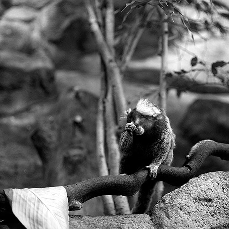 Фотография: Ужасы зоопарков со всего мира №34 - BigPicture.ru