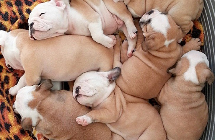 Фотография: Мимимишность дня — 30 фото щенков, которые сделают ваш день счастливей №30 - BigPicture.ru
