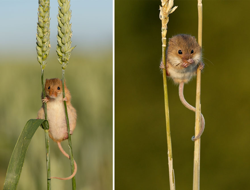 Фотография: В объективе — мышки-малютки №7 - BigPicture.ru