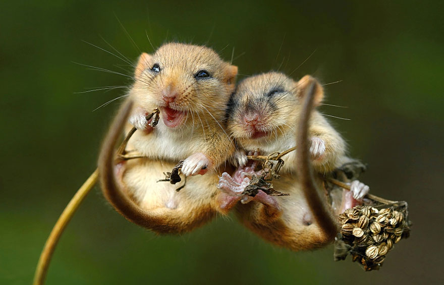 Фотография: В объективе — мышки-малютки №8 - BigPicture.ru