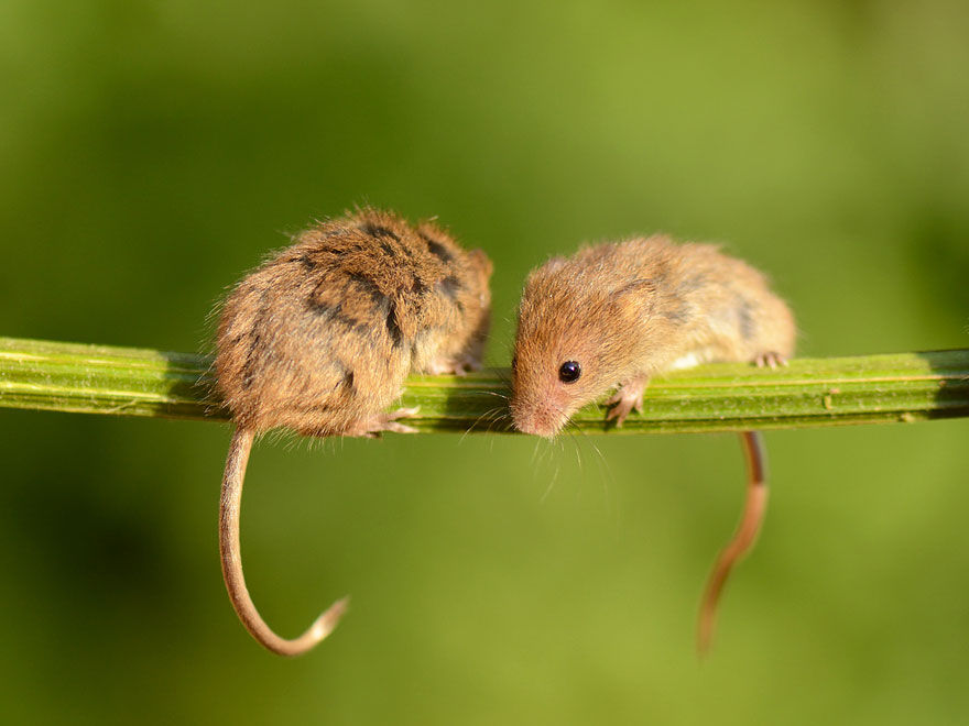 Фотография: В объективе — мышки-малютки №11 - BigPicture.ru