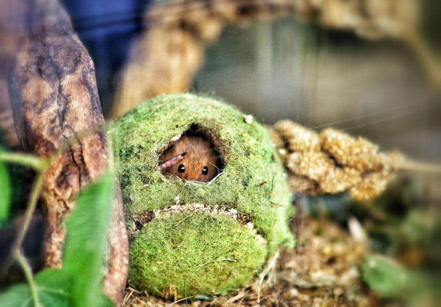Фотография: В объективе — мышки-малютки №12 - BigPicture.ru