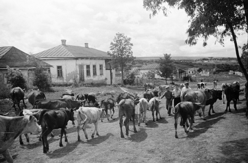 Ласа де села фото