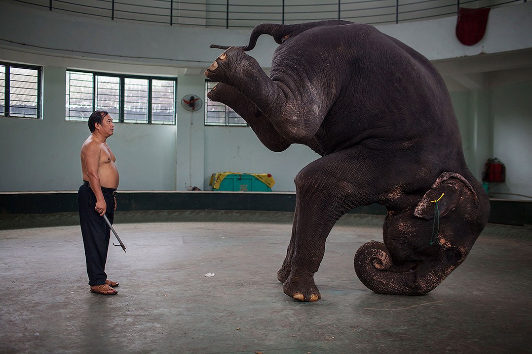 Фотография: Быть в образе: тяжелые будни вьетнамских циркачей №20 - BigPicture.ru