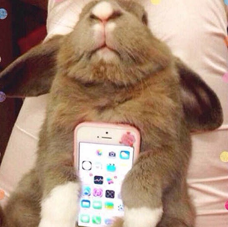 Фотография: Мем: Кролик-чехол №6 - BigPicture.ru