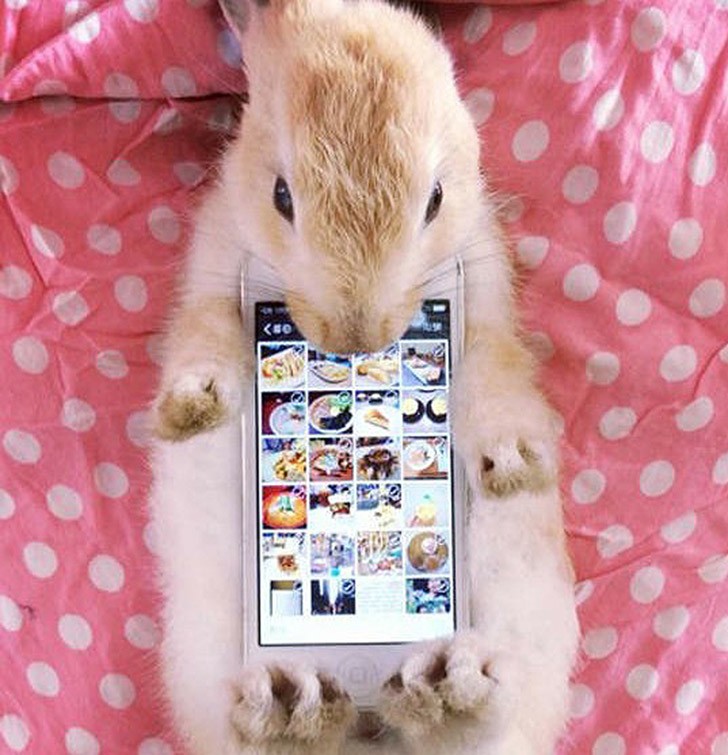 Фотография: Мем: Кролик-чехол №8 - BigPicture.ru