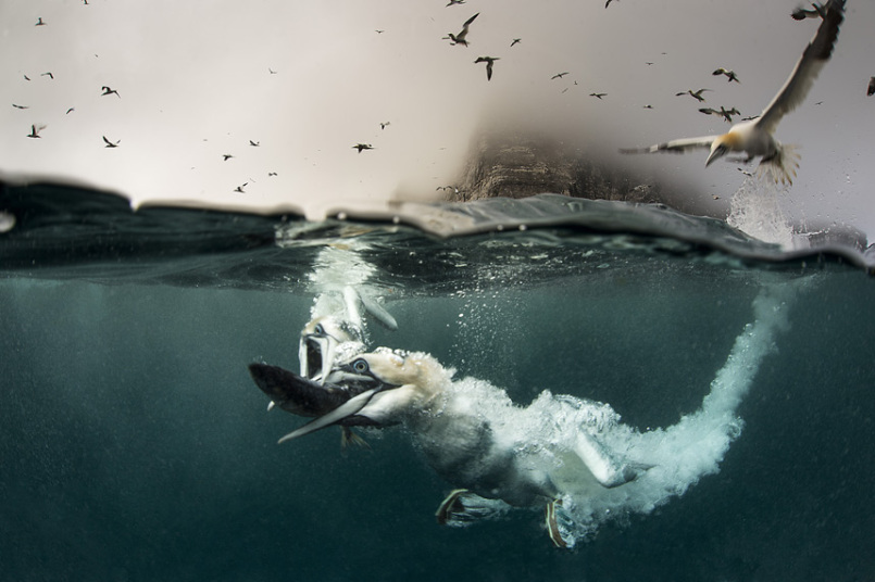Фотография: Как олуши ловят рыбу у берегов Шетландских островов №3 - BigPicture.ru