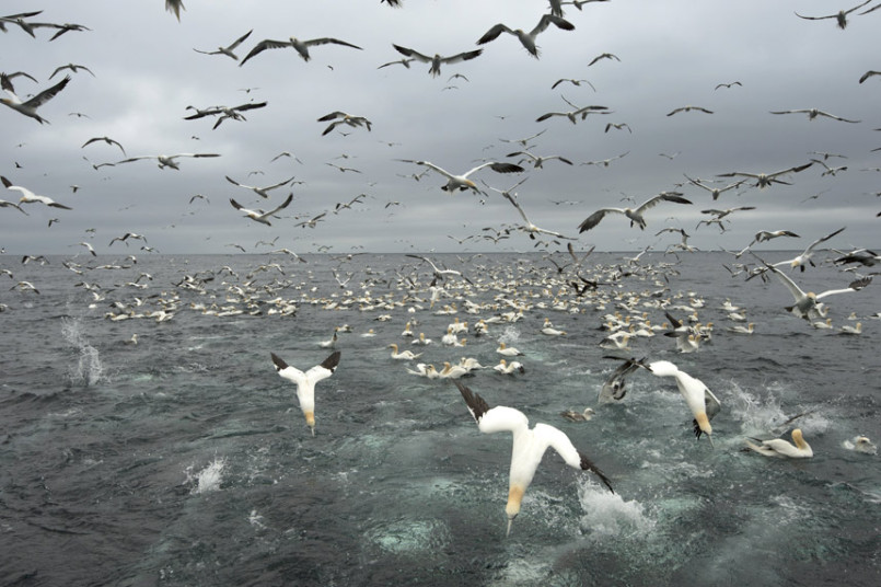 Фотография: Как олуши ловят рыбу у берегов Шетландских островов №4 - BigPicture.ru