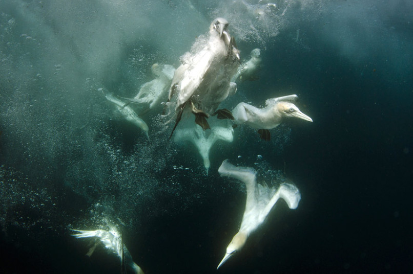 Фотография: Как олуши ловят рыбу у берегов Шетландских островов №5 - BigPicture.ru