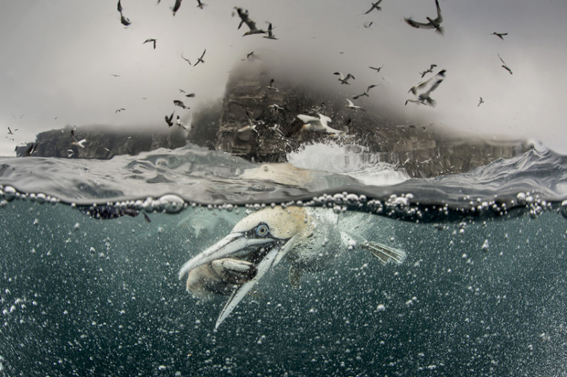 Фотография: Как олуши ловят рыбу у берегов Шетландских островов №7 - BigPicture.ru