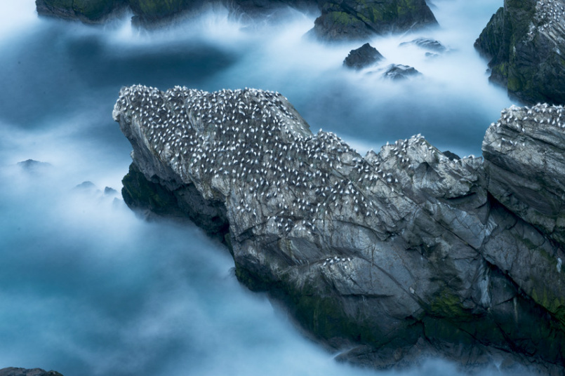 Фотография: Как олуши ловят рыбу у берегов Шетландских островов №8 - BigPicture.ru