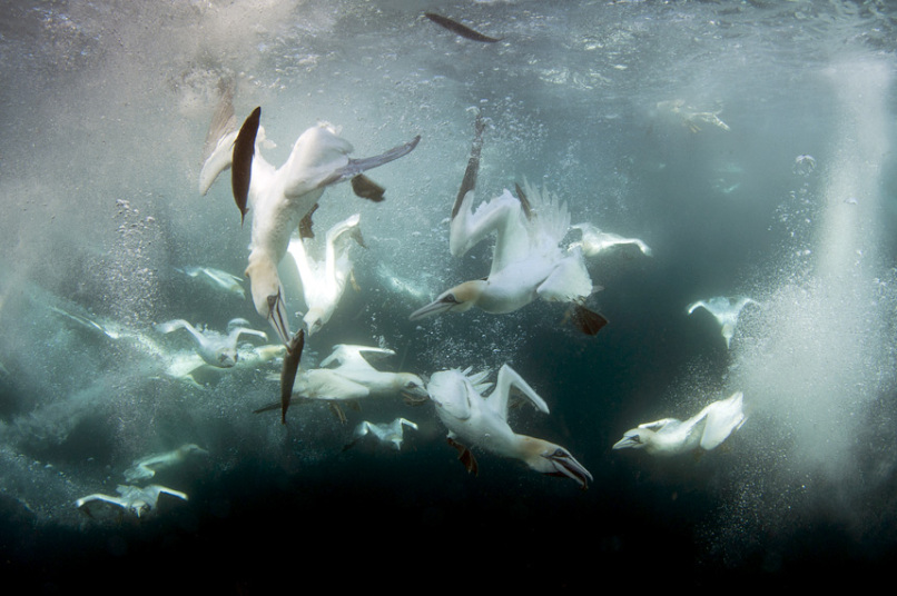 Фотография: Как олуши ловят рыбу у берегов Шетландских островов №14 - BigPicture.ru