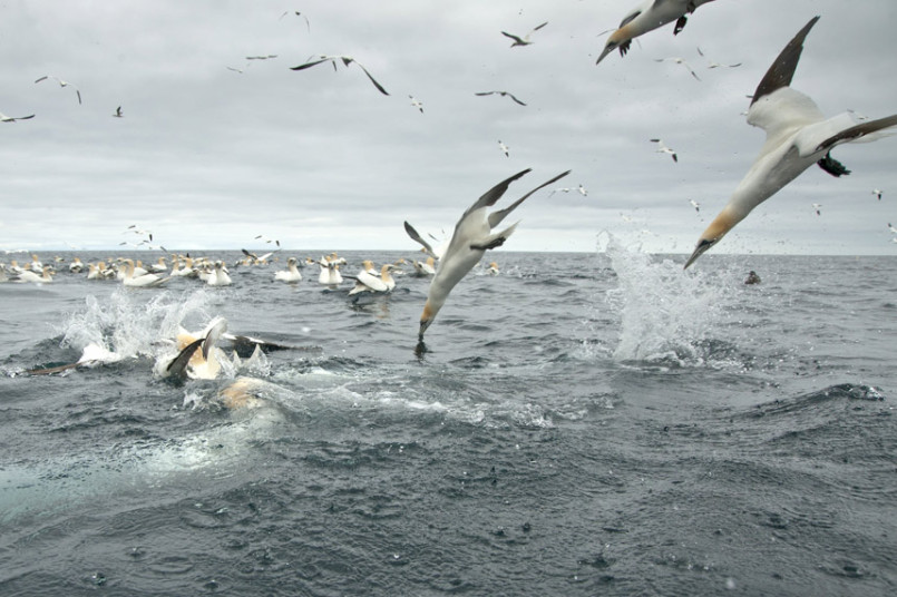 Фотография: Как олуши ловят рыбу у берегов Шетландских островов №15 - BigPicture.ru