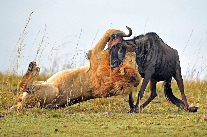 Фотография: Драматические кадры охоты льва на гну №1 - BigPicture.ru