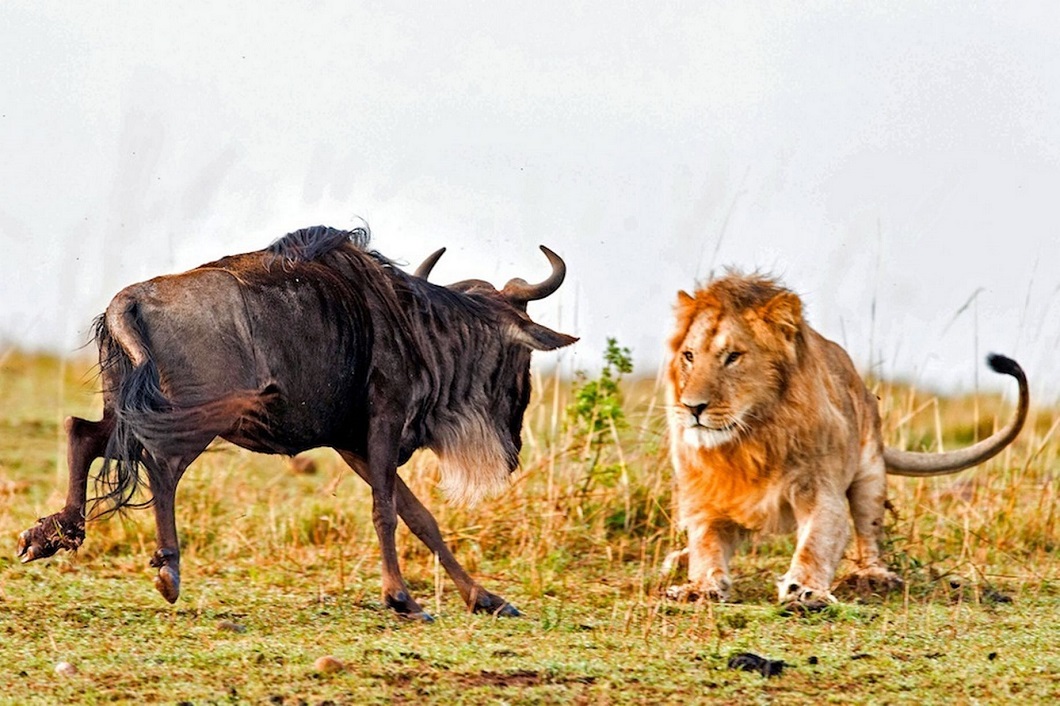 Фотография: Драматические кадры охоты льва на гну №2 - BigPicture.ru