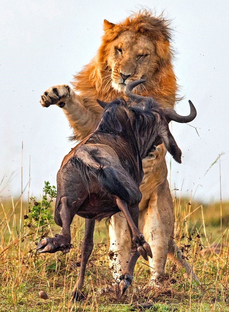 Фотография: Драматические кадры охоты льва на гну №3 - BigPicture.ru
